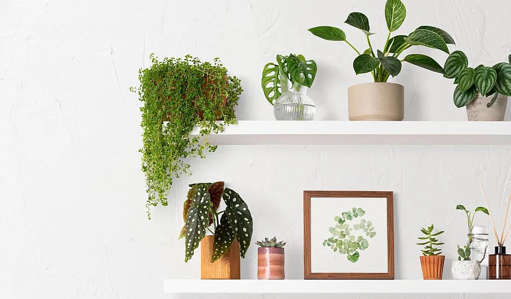 Making the Most of your Indoor Garden: Tips & Tricks for Flower and Plant Care