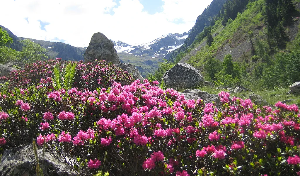 The Beautiful Rhododendron Flowers of Nepal