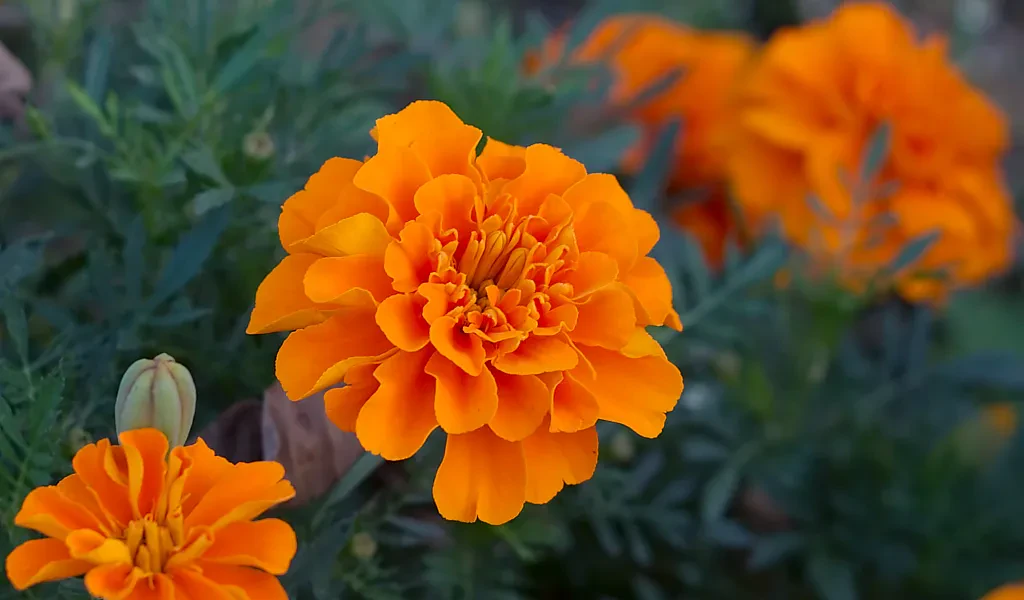 The Significance of Marigold Flowers in Nepali Culture