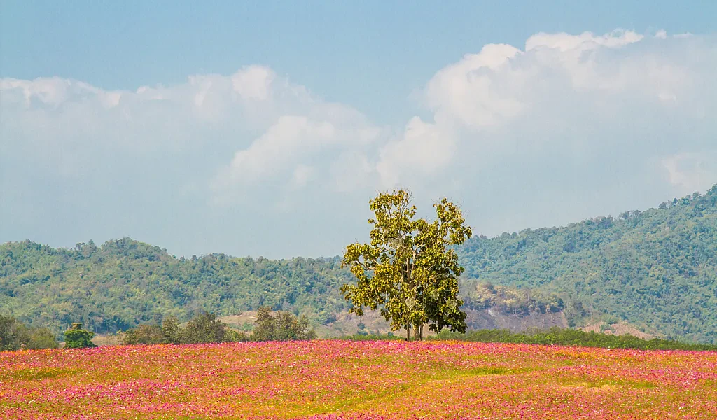 The Beauty of Nepal's Flowers: A Guide to the Flora of the Himalayan Nation