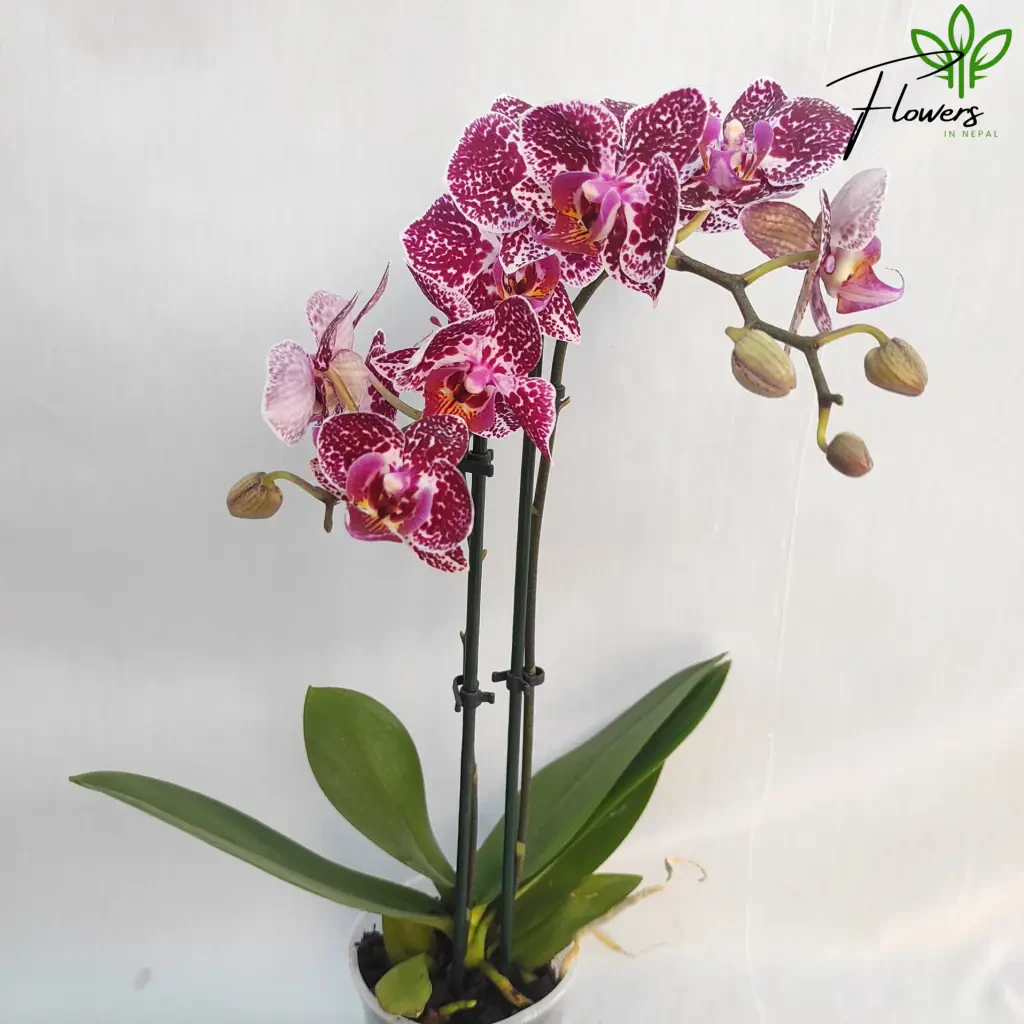 Orchid Plants in Nepal | Orchid Plants Price in Nepal