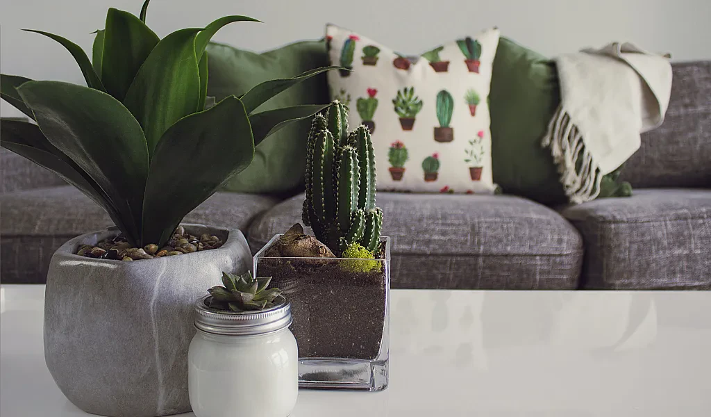 Best indoor plants that makes accommodation aesthetic