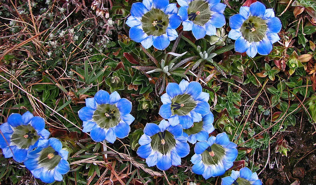 A Guide to the Himalayan Flowers of Nepal