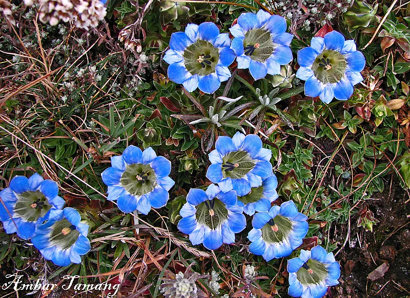 A Guide to the Himalayan Flowers of Nepal