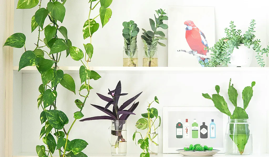 The Health Benefits of Indoor Plants