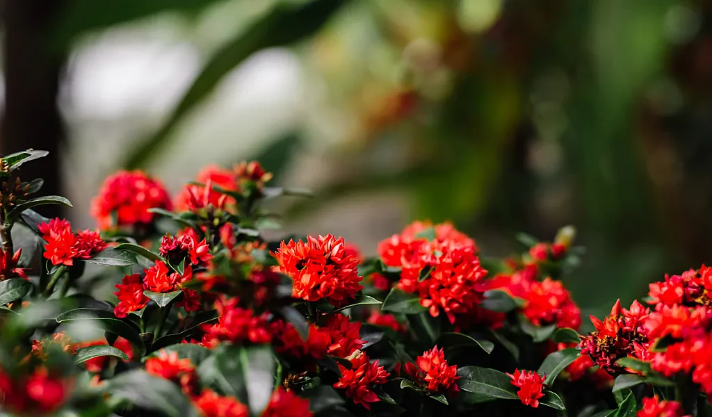 The Rhododendron: Nepal's National Flower and Cultural Treasure