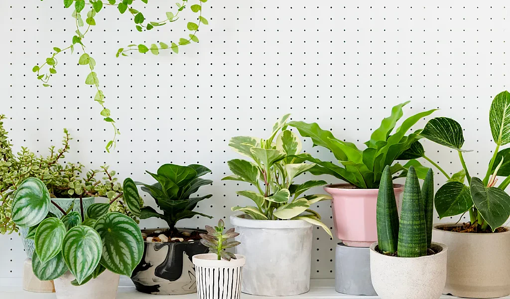 10 Best Indoor Plants for Nepal's Urban Households: A Guide to Greenery and Purified Air