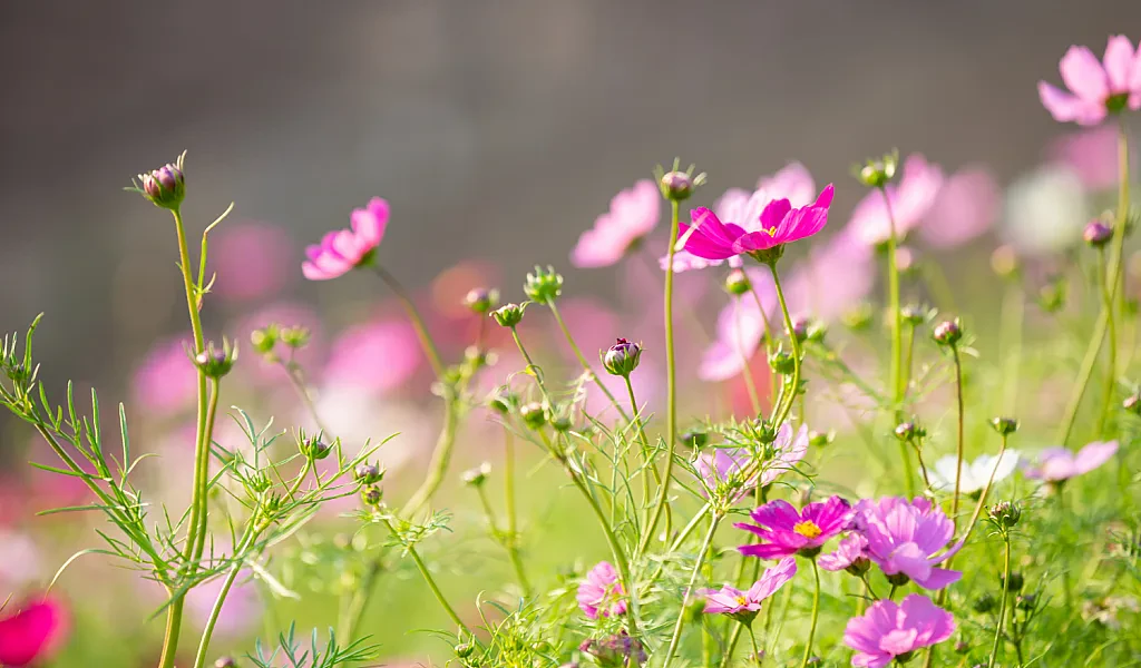 The Beauty and Benefits of Flowers: Exploring the World's Most Fascinating Flora