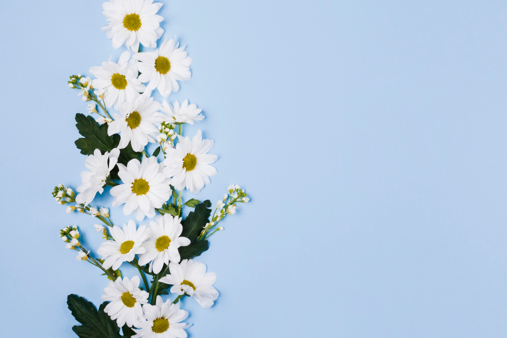 Daisies in Nepal