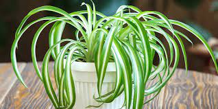 English ivy and spider plant