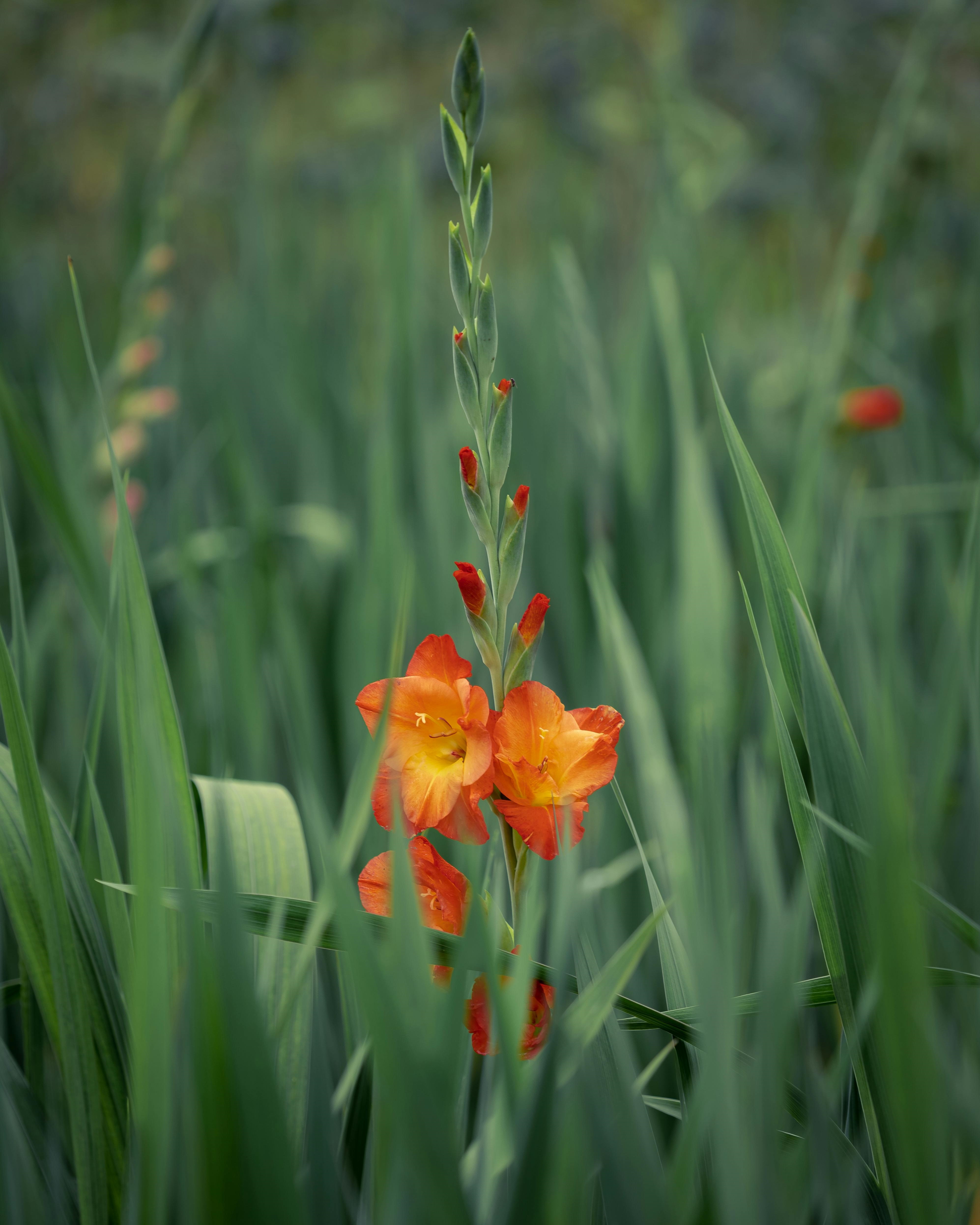 Gladiolus