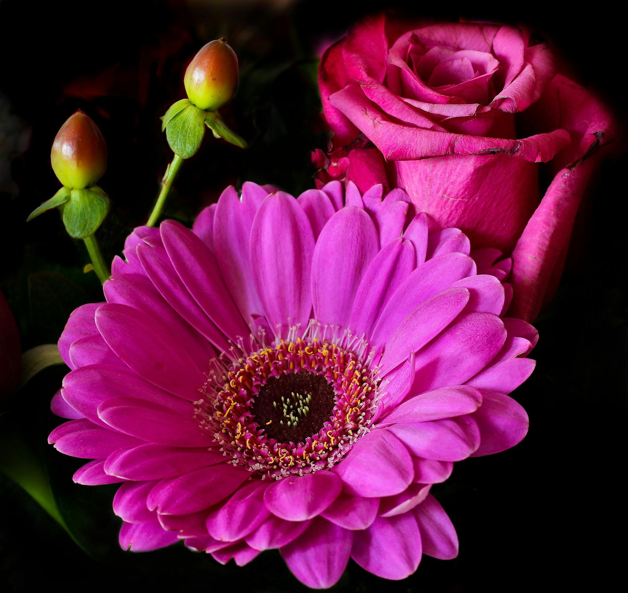 Gerbera