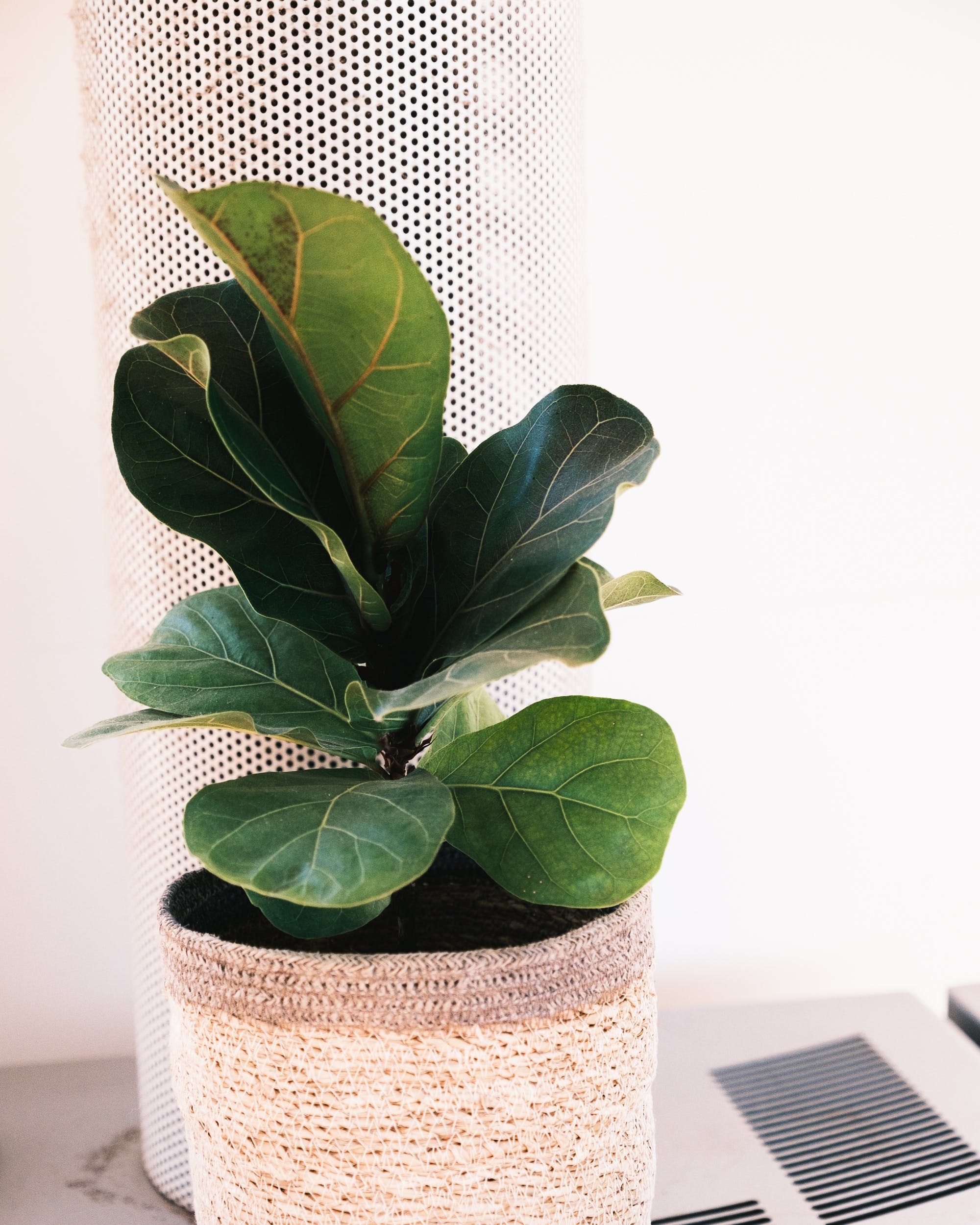 Ponytail palms, monstera, and fiddle leaf figs