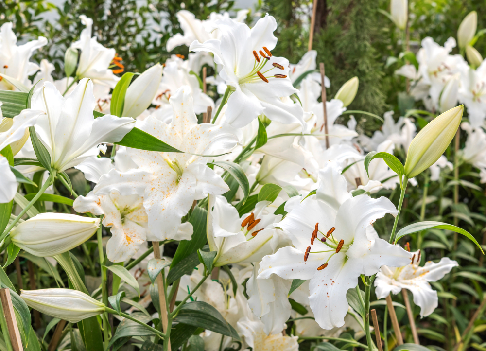 Lilies In Nepal